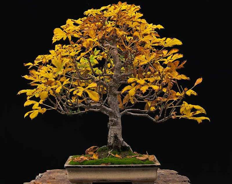 5 Best Bonsai Trees in 2022 Top Rated Indoor and Outdoor 5 Best Bonsai Trees in 2022 Top Rated Indoor and Outdoor
