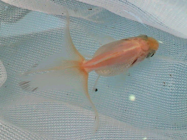 金魚のヒレが黒くなる現象 黒ソブ とは おさかな専門道場 まにあ道 趣味と遊びを極めるサイト