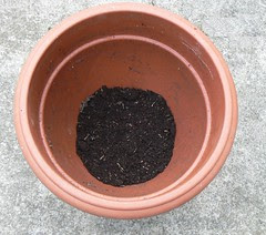 Compost Layer 1