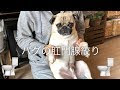 [最新] 犬 こうもんせんしぼり 203819-犬 校門線絞り
