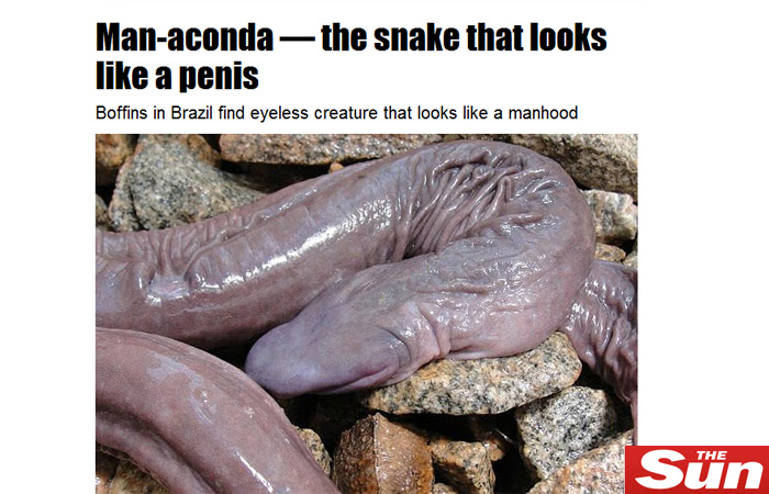 cobra-penis-hg