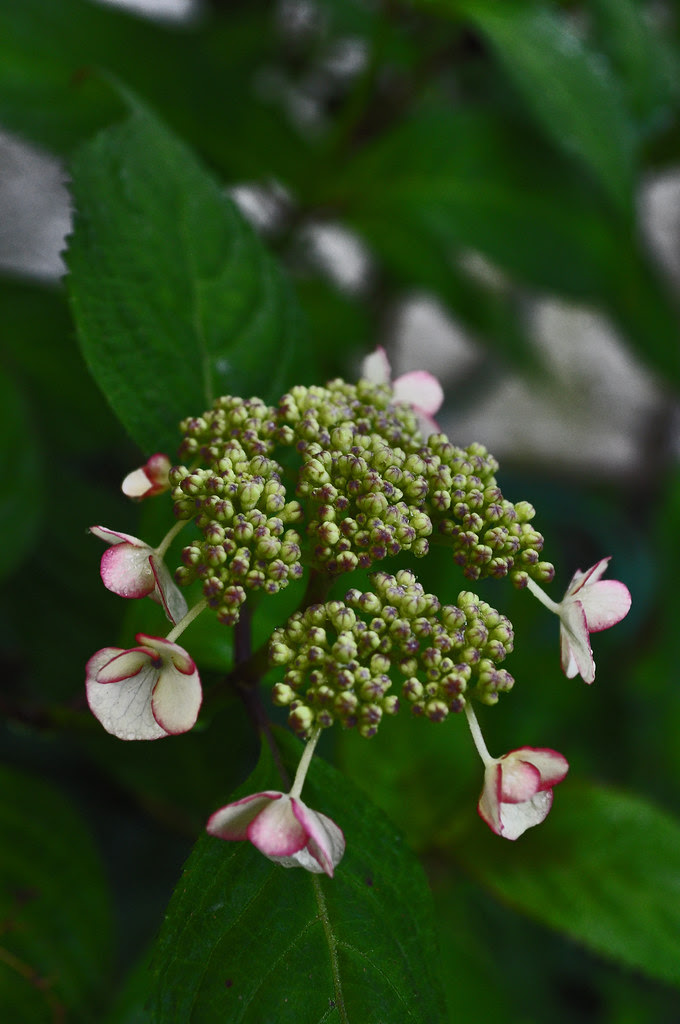 Hydrangea macrophylla 'Kiyosumi'