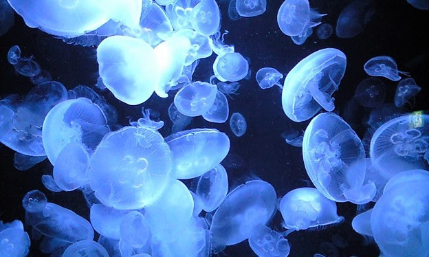 リクエストにお応えしてクラゲ 超きれい かわいいいいい 写真共有サイト フォト蔵