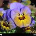 Fiore Blu Violetto / I Fiori Azzurri Piu Belli Da Conoscere Per Tutte Le Stagioni : Fiore blu violetto in 5 lettere.
