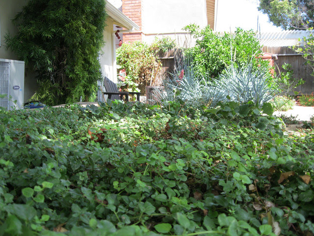 Sustainable Dog Friendly Back Yard - contemporary - landscape ...