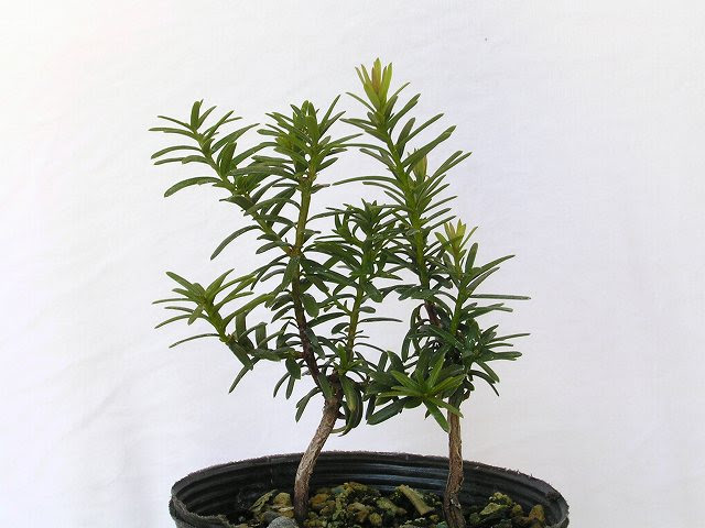 種から育てるミニ盆栽