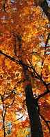 Time to Make Plans for Your Fall Hiking trip to the Smokies