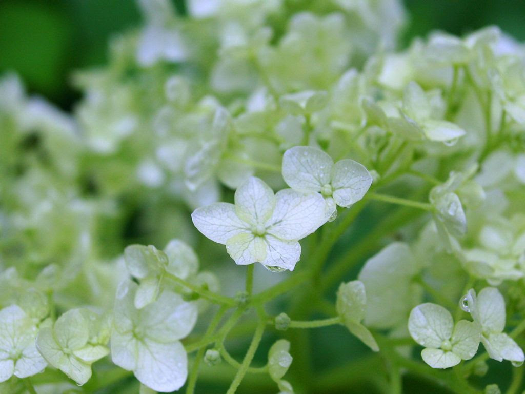 紫陽花 アジサイ の花 壁紙写真集 無料写真素材