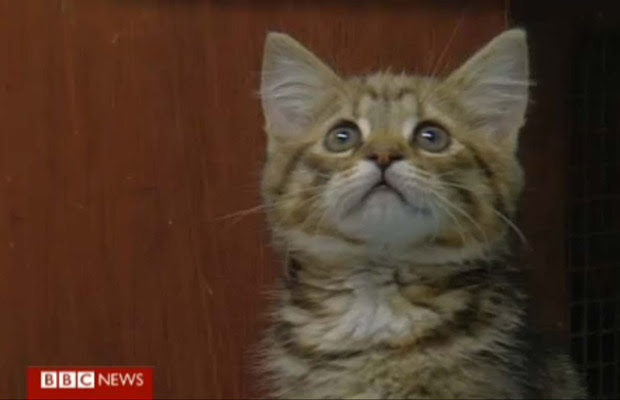 A gatinha Princess (Foto: BBC)