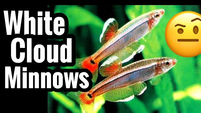 White Cloud Minnows