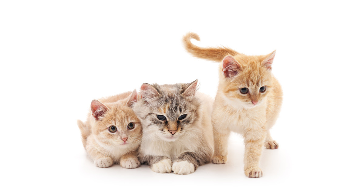 猫のしっぽでキモチが分かる まとめて解説