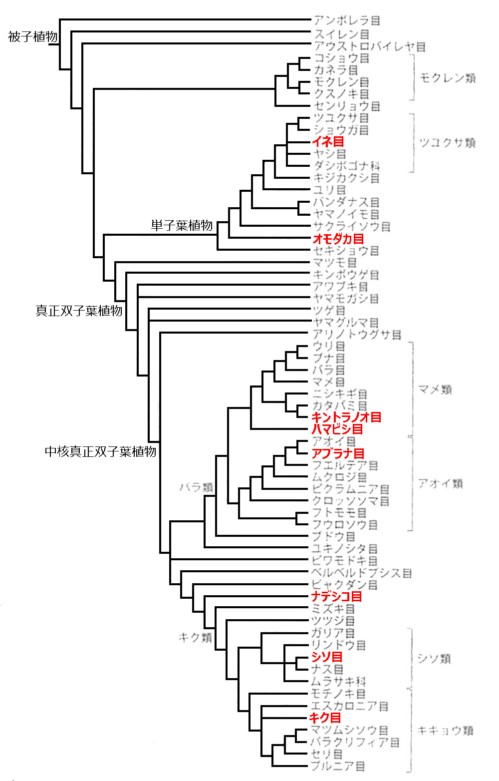 C4植物のきほん