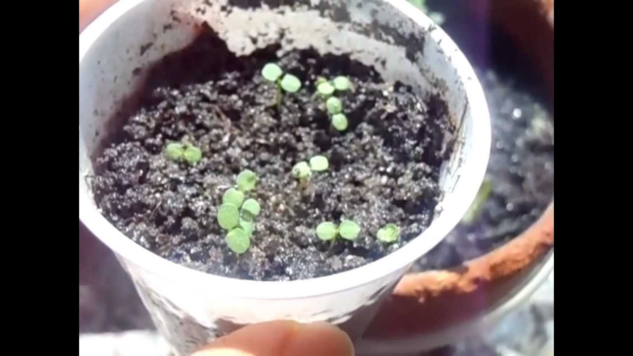 Growing Strawberries from Seeds: Getting the right seeds ...