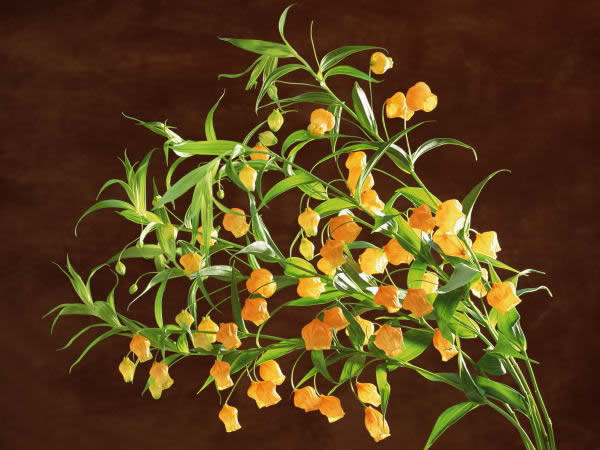 １１月２８日 サンダーソニア Sandersonia ３６６日への旅 誕生花編 今日は誕生花