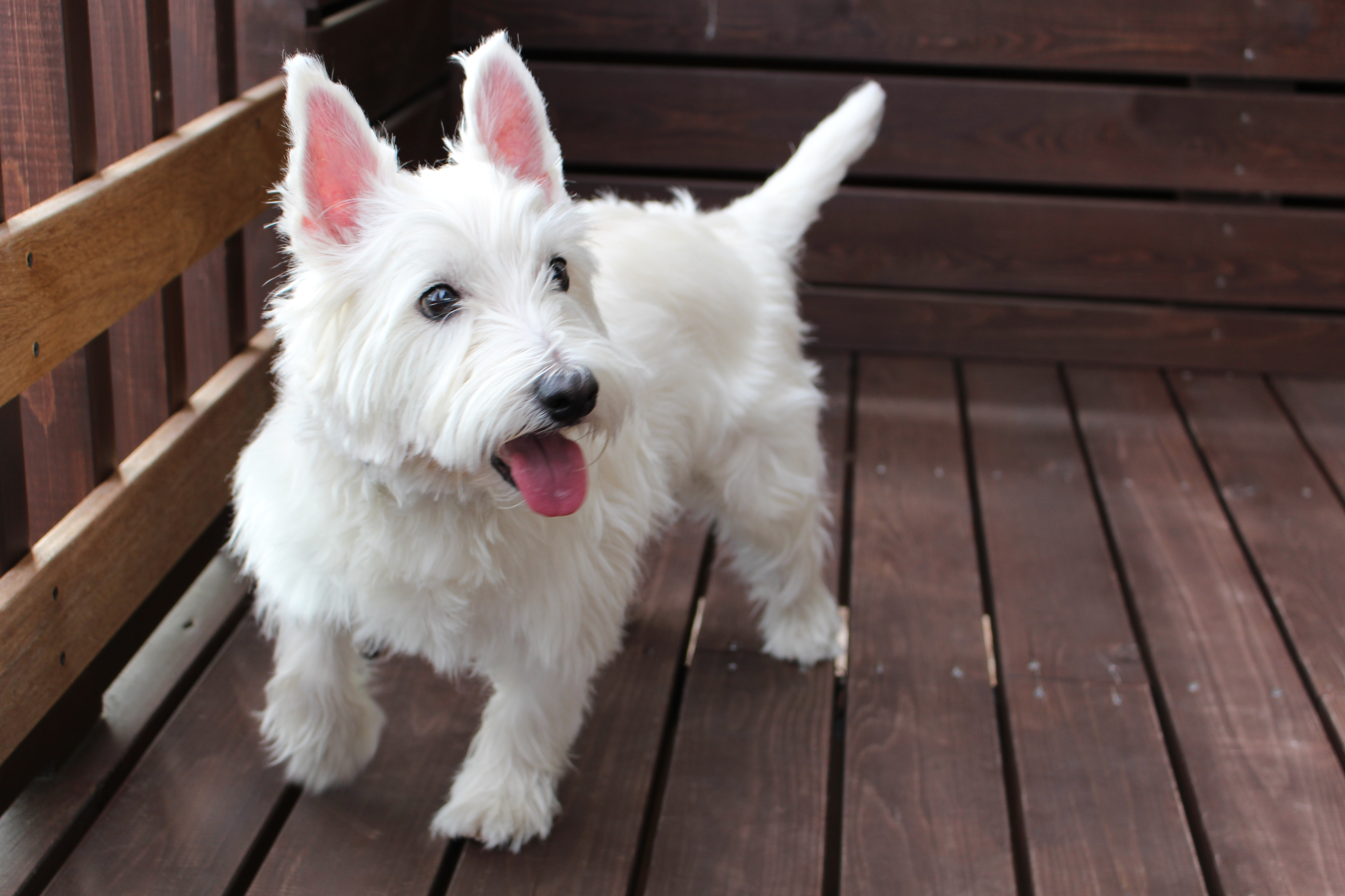 白くてふわふわの犬種５選