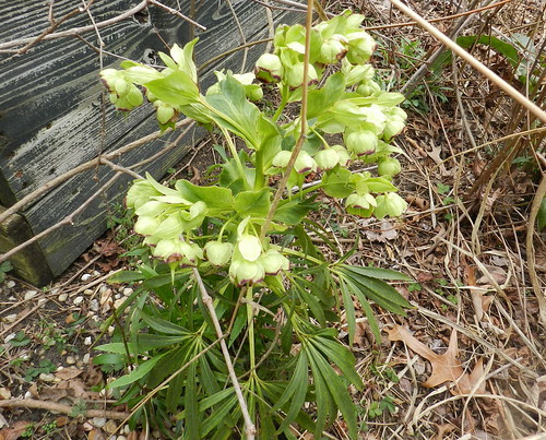 naturenotesDSCN4932