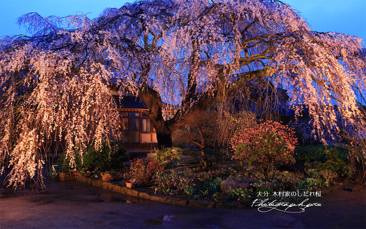 木村家のしだれ桜 の壁紙 1280x800