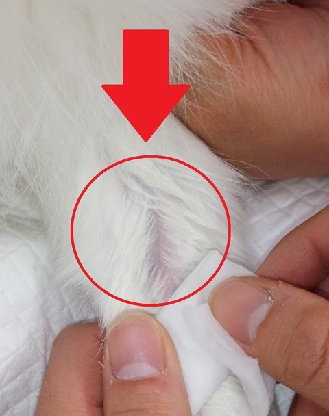 採血について  埼玉の動物病院  埼玉動物医療センター