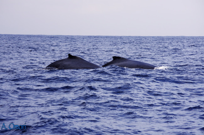 whales2s.jpg