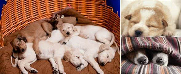 不同宠物狗的睡眠习惯一览 宠爱传承 萌狗网移动版