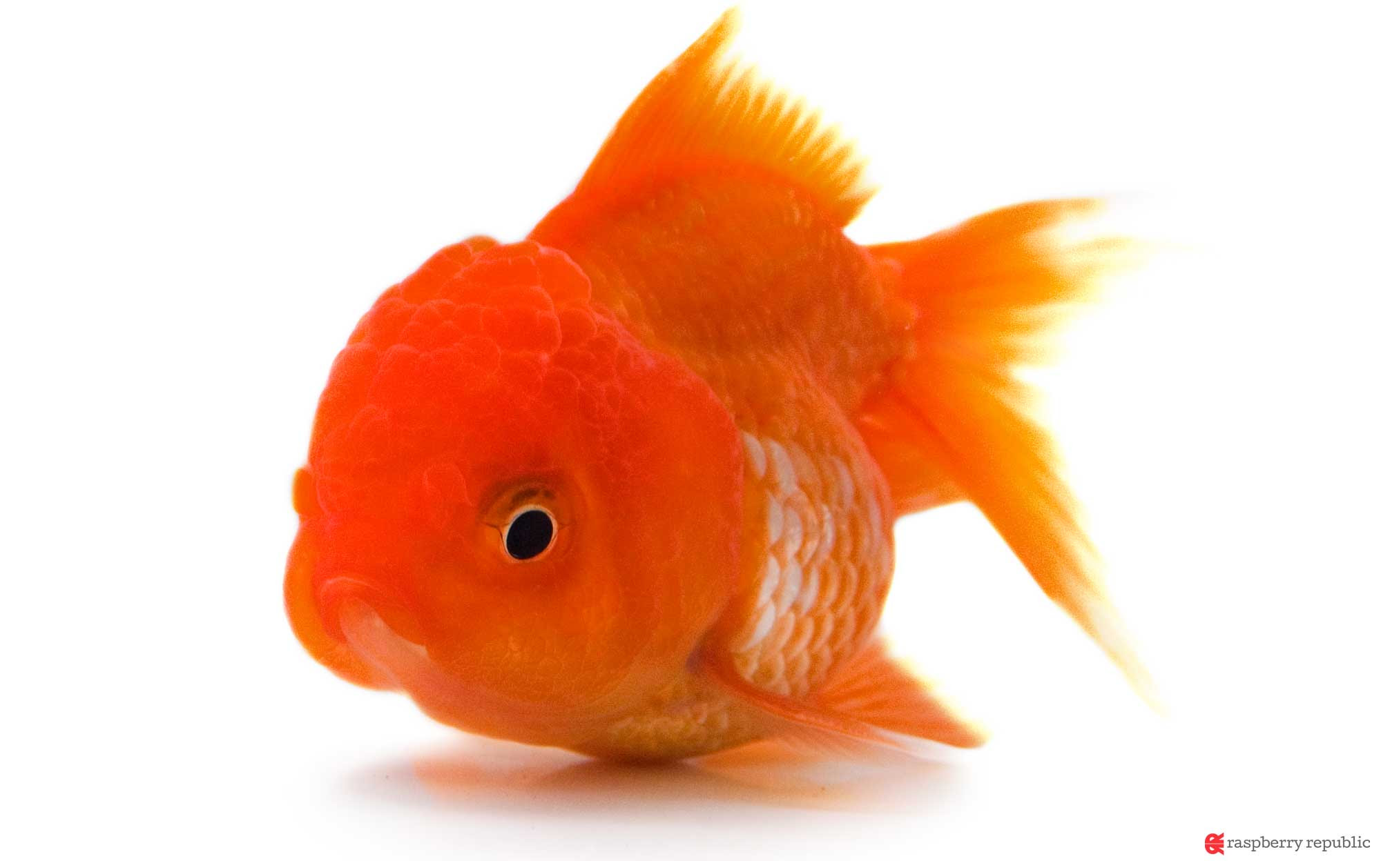赤 白 黒 青 茶 金魚の色がどうやって出来るのか調べてみた 金魚飼育マニュアル 木苺共和国