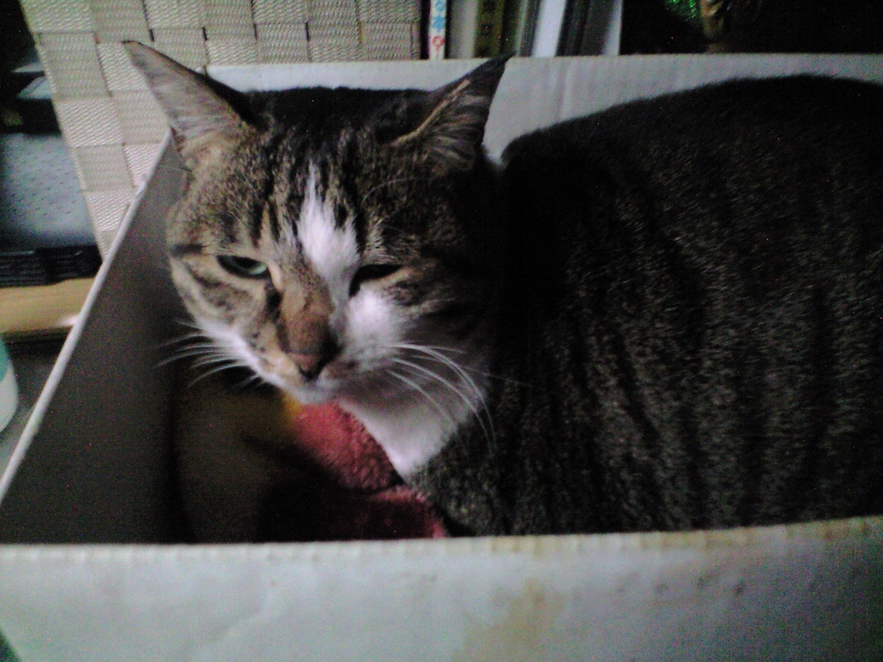 谷中 猫がいっぱいの居酒屋 猫ｌｏｖｅ蕎麦ｌｏｇ