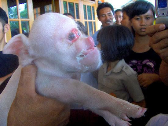 singe cochon chinois