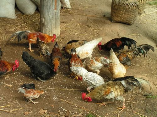 Chickens 