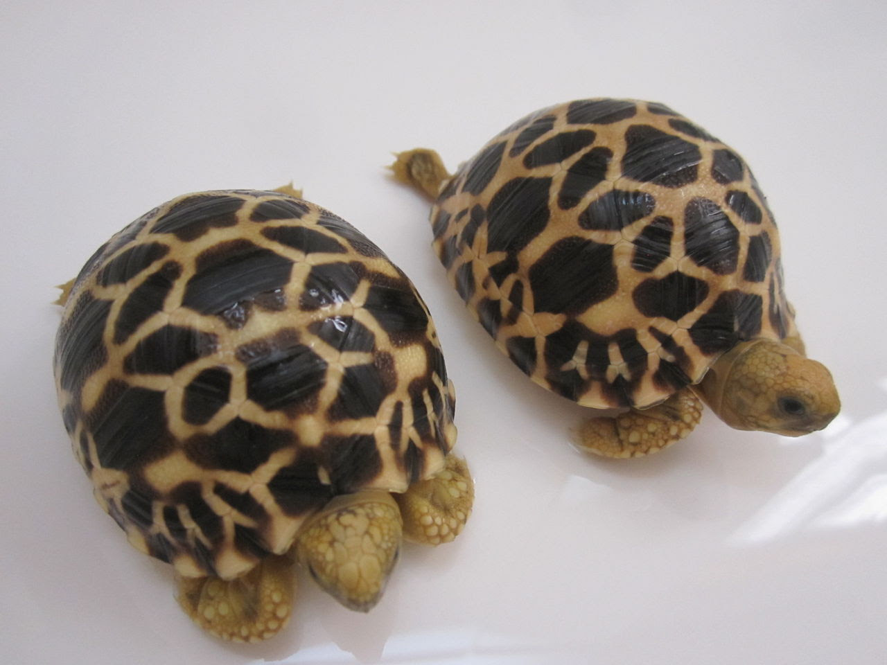 ビルマホシガメ 自家繁殖 登録済個体 Kame Yaのブログ