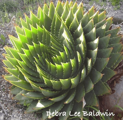 Succulent spiral