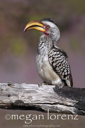 Banana Bird by Megan Lorenz