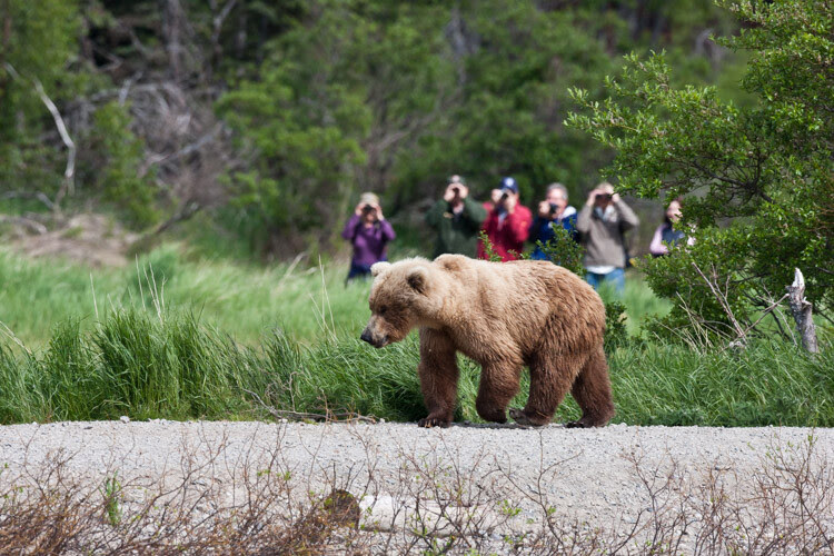 In Katmai National Park at the famous Brooks Falls tourists are inescapable. In this image, I embraced that part of the story of being there.