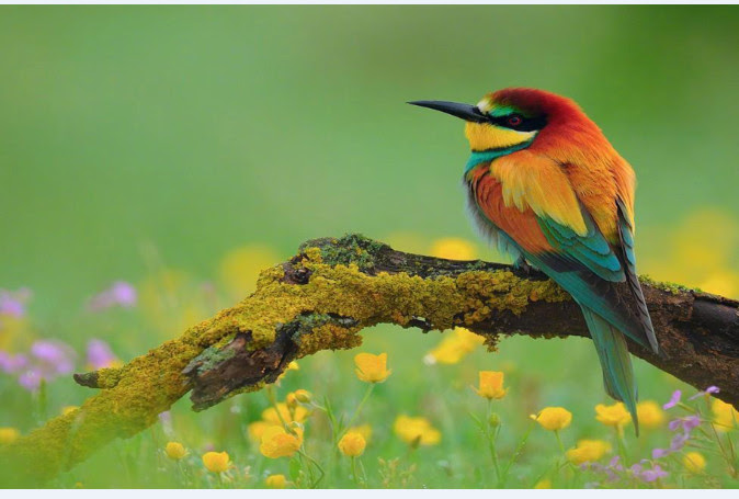 电脑桌面壁纸鸟图大全图片预览