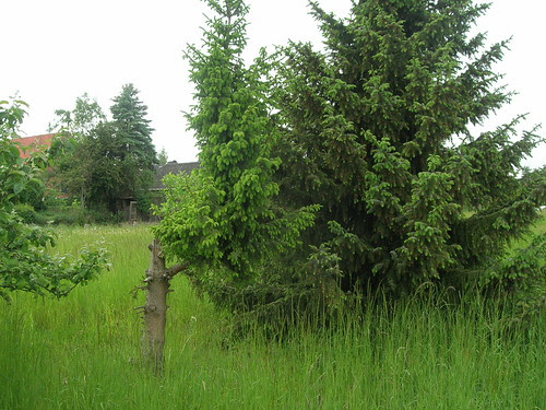 Weihnachtsbaum Stockausschlag