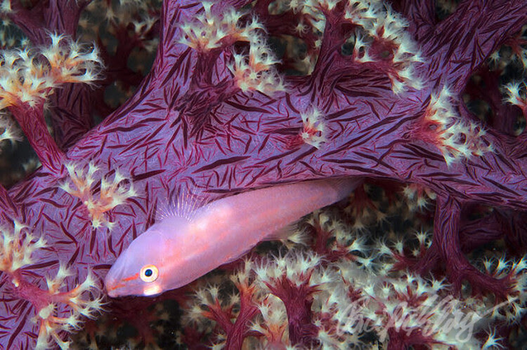 Goby2
