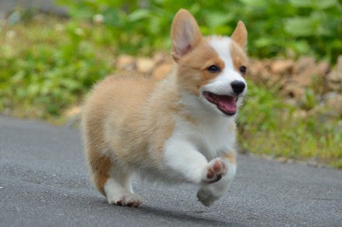 コーギーが世界最強にかわいい動物であるの理由 Netgeek