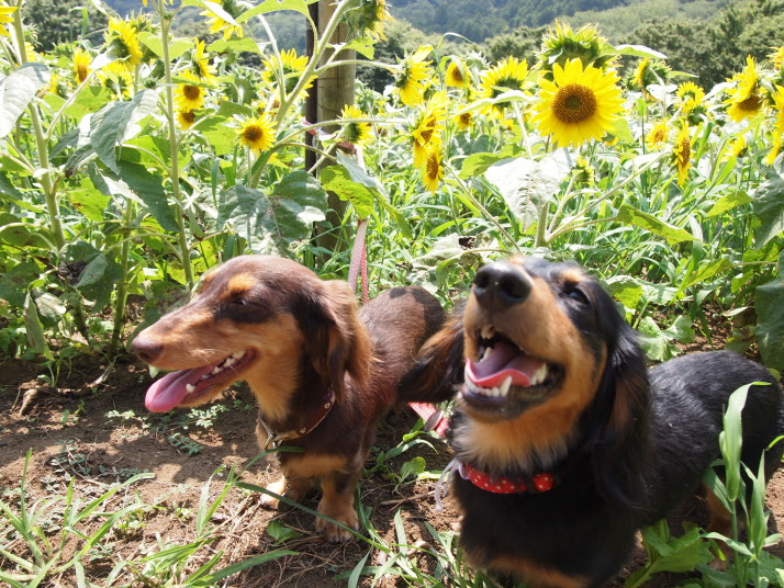 ペット輸送