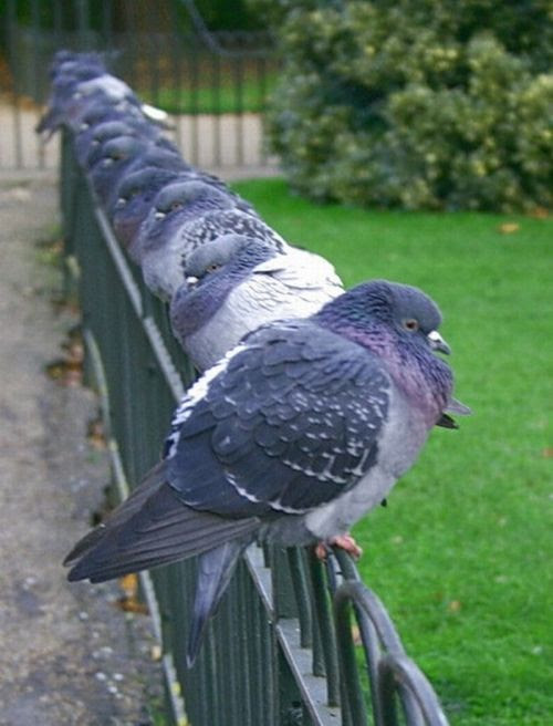 Be Different (20 piсs)