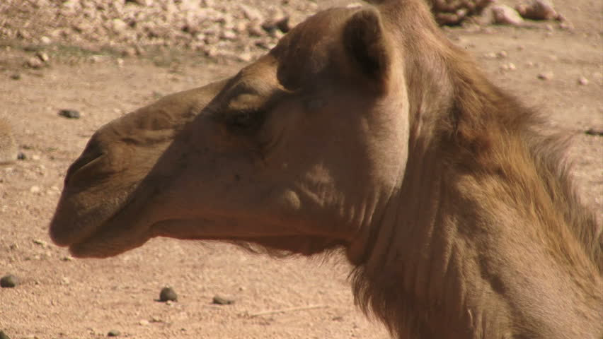 Camel Head From The Side Stock Footage Video 2603432 ...