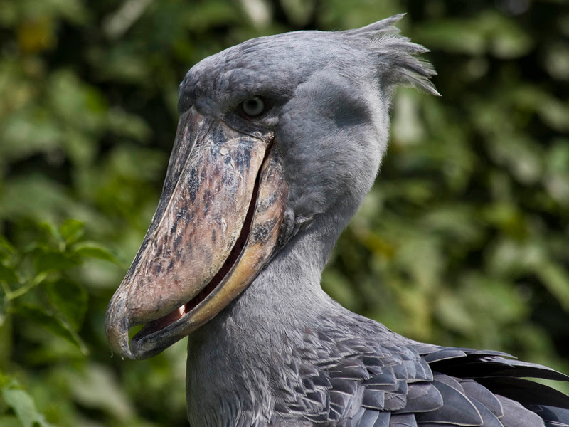 pic Scary Pictures Of Big Bird holbrook travel