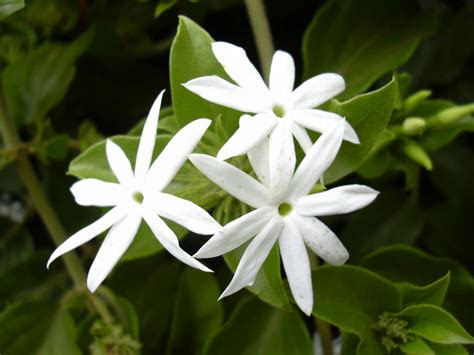 Some are easy to grow, while others require tender loving care. Jasminum multiflorum (Star Jasmine) | World of Flowering