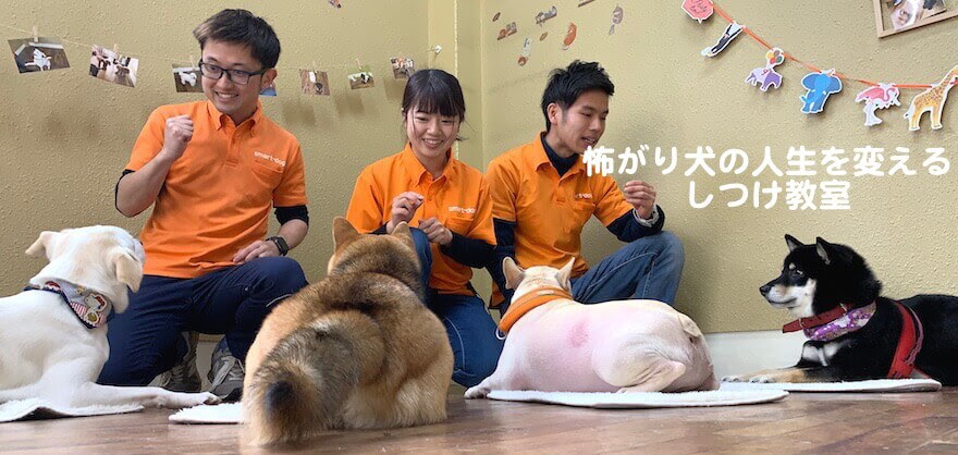 大阪で唯一 怖がり犬専門の幼稚園 訪問しつけはsmart Dogへ