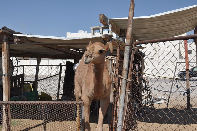 Camel souk-Doha-fev (15)