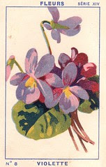 milliat fleurs008