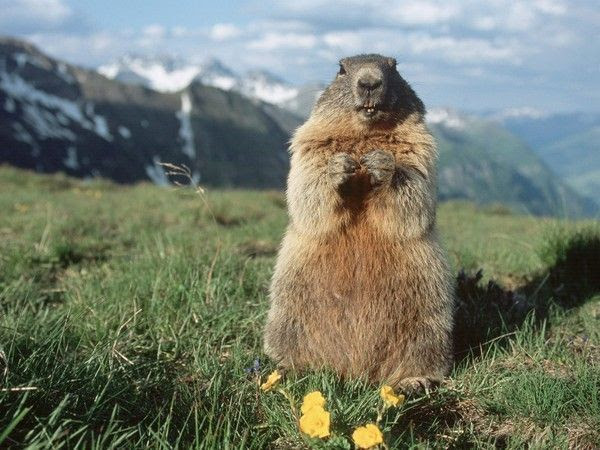 Belle Marmotte