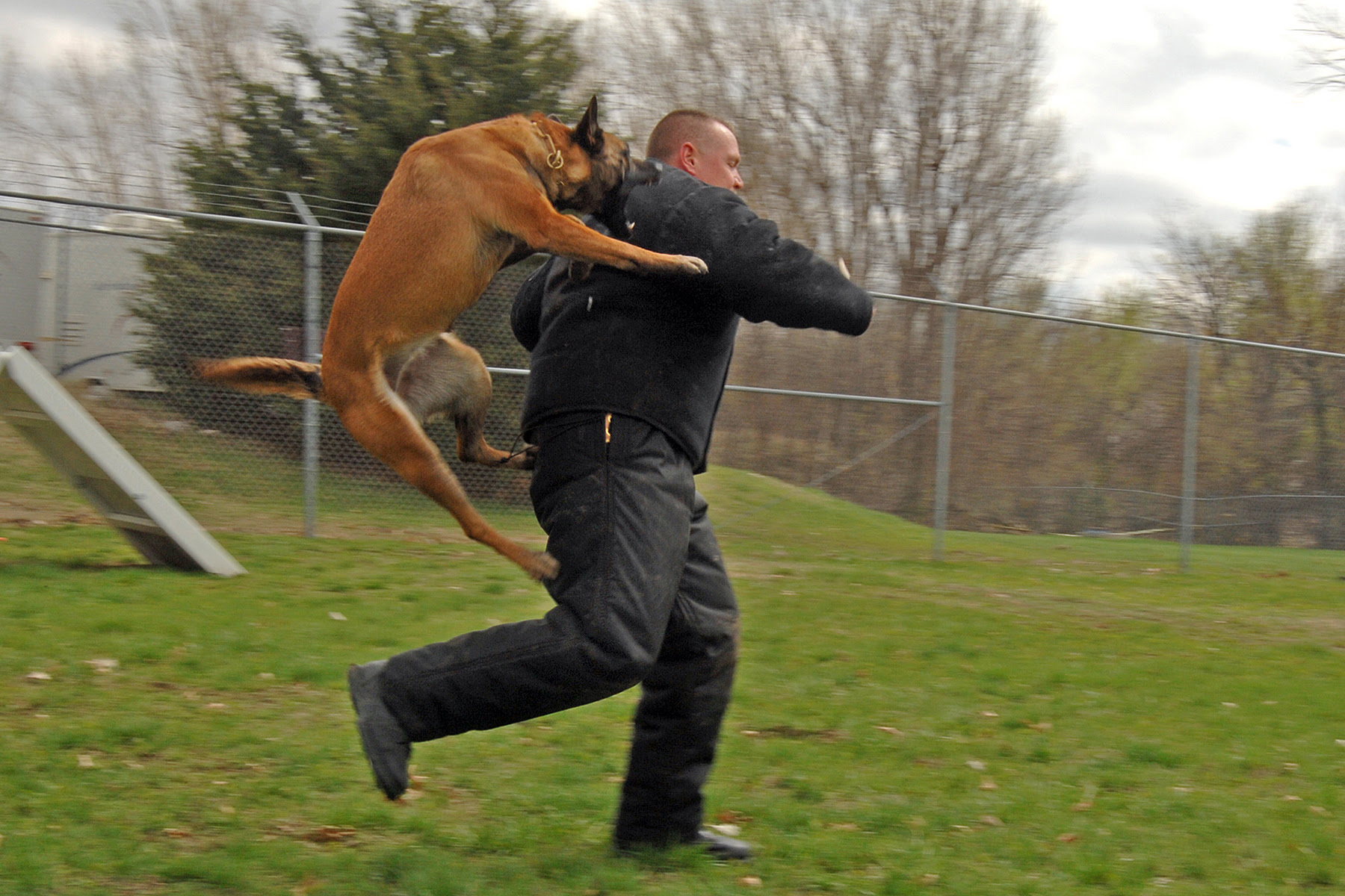 German Shepherd Police Dog Attack