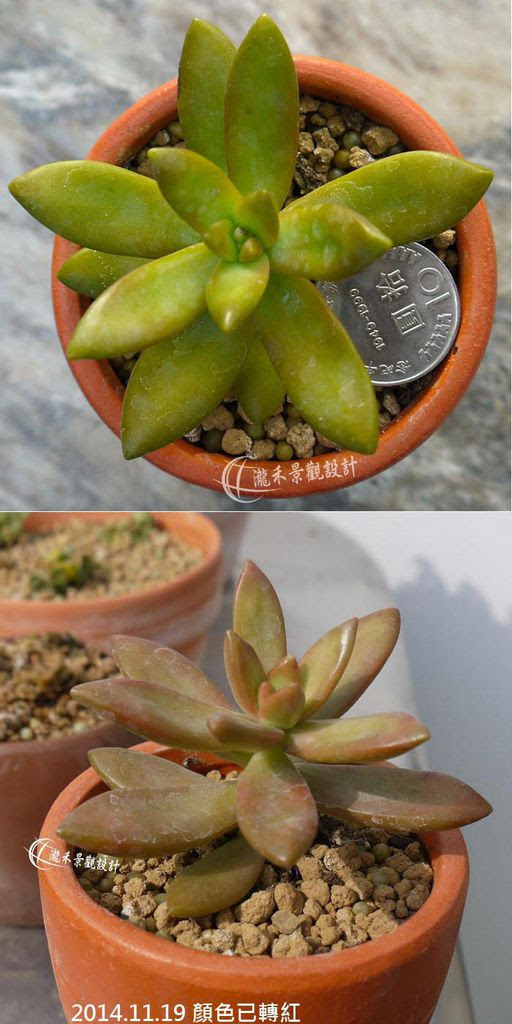 多肉植物 黃麗 銘月傻傻分不清楚 瀧禾園藝景觀設計 植栽銷售 園藝資材 歡迎蒞臨本公司官網http Www Lungho Tw 痞客邦