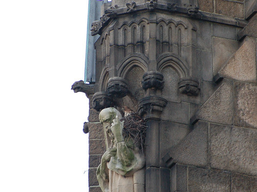 Red-Tailed Hawk Isolde in Cathedral Nest