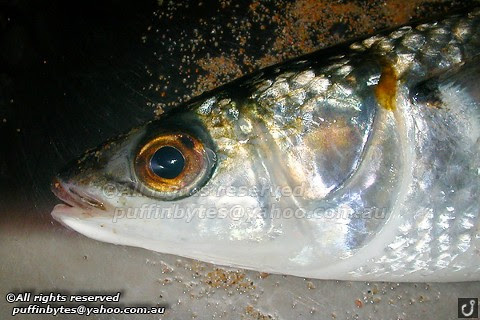 Sand Mullet - Myxus elongatus