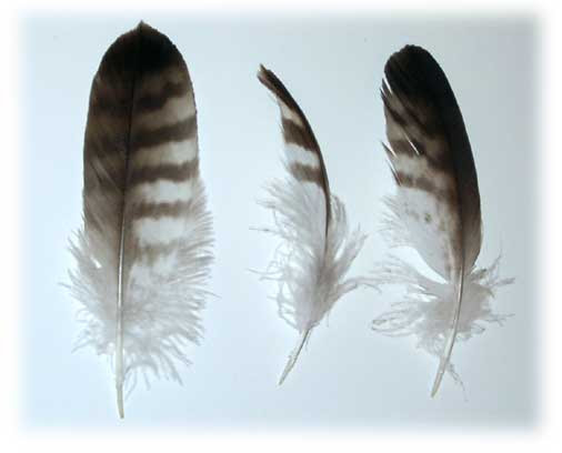 http://www.themodernapprentice.com/feathers_contour.jpg